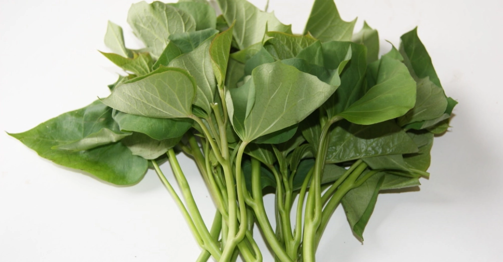 陸龜不能吃的蔬菜