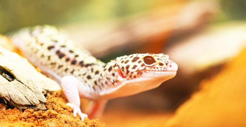 飼養箱尺寸選擇