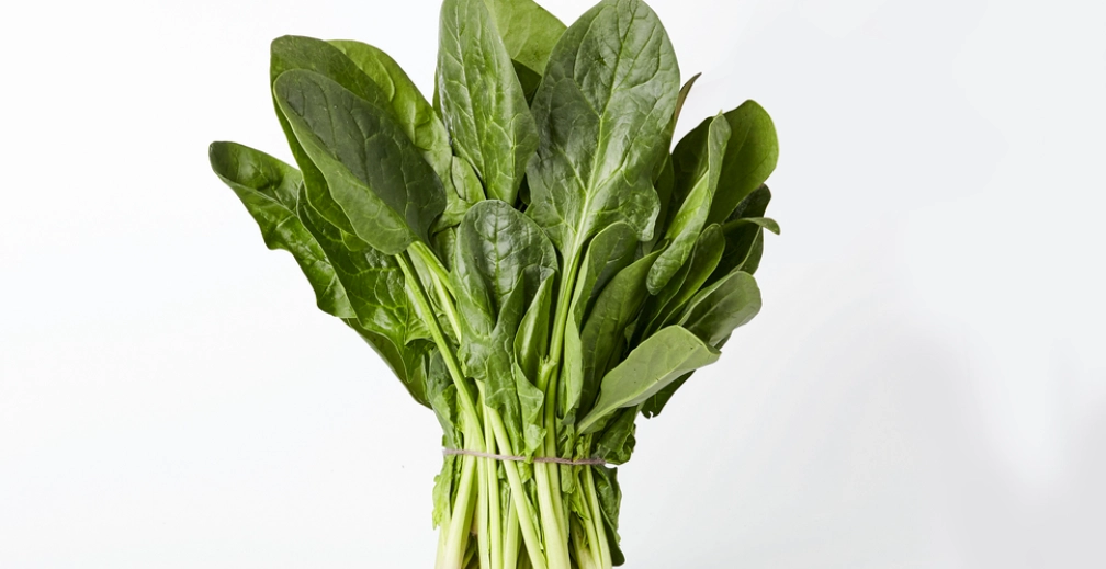 陸龜不能吃什麼菜？獸醫嚴禁的5大類蔬菜與安全餵食指南