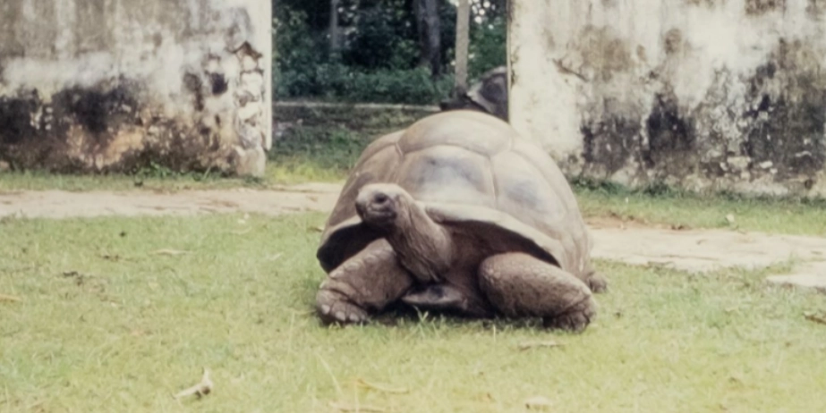 亞達伯拉象龜保育