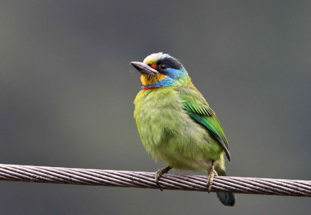 五色鳥特色全解析：外觀、習性與觀察秘訣
