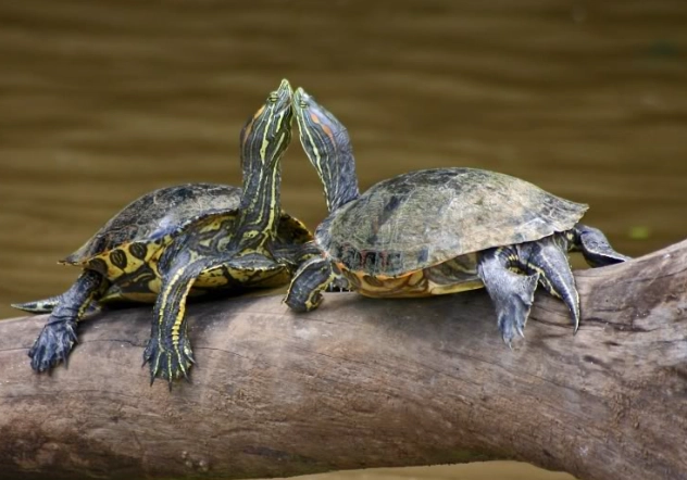 烏龜曬太陽抬頭秘境在哪？完整攻略與生態觀察指南