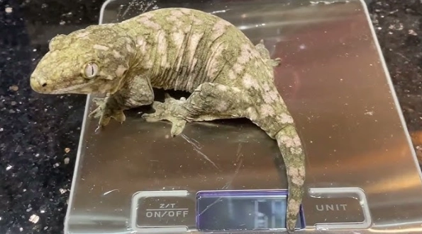 巨人守宮原產國