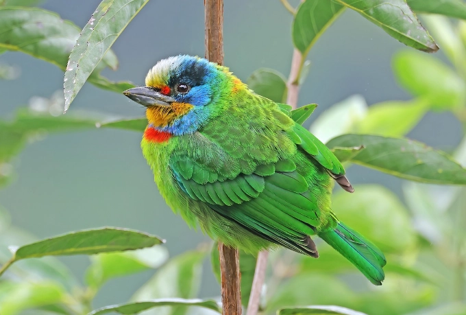 台灣五色鳥觀察