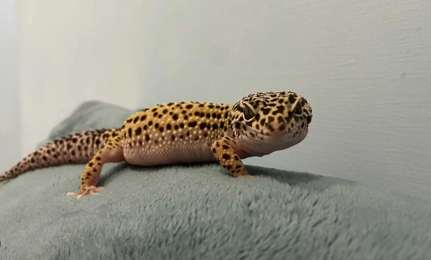 爬蟲飼養員入門全攻略：十年經驗分享與實用技巧