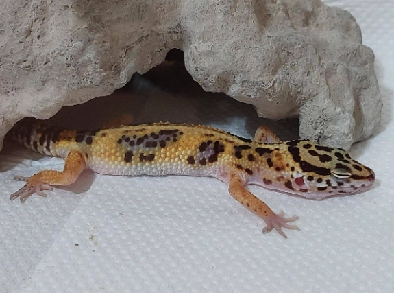 守宮暴斃原因與預防全攻略 – 飼主避免悲劇的關鍵指南