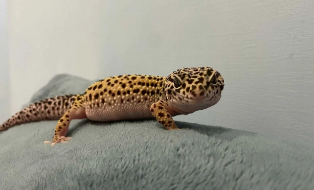 豹紋守宮成體大小全解析：從幼體到成體的飼養指南