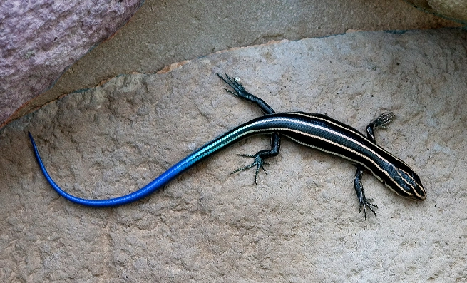 石龍子品種完全指南：飼養技巧與熱門品種解析