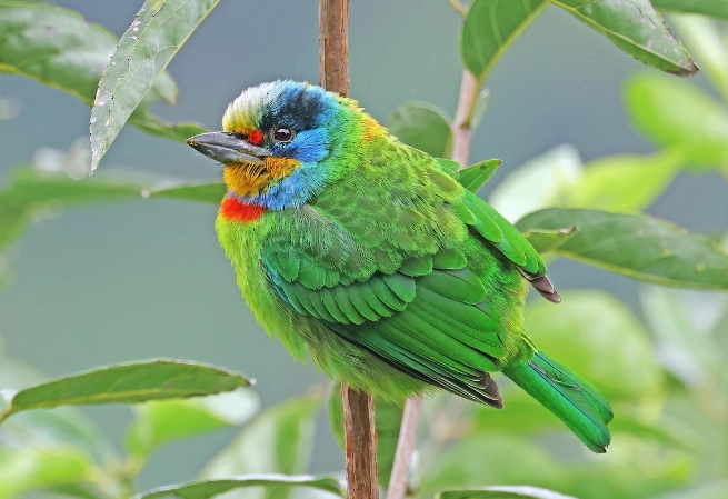 五色鳥觀察地點