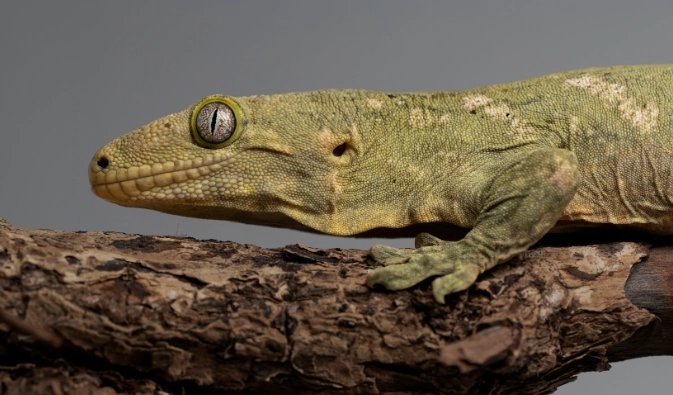 巨人守宮產地全解析：原產國、進口管道與飼養須知