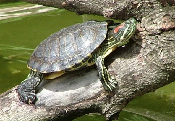 烏龜太陽要曬多久