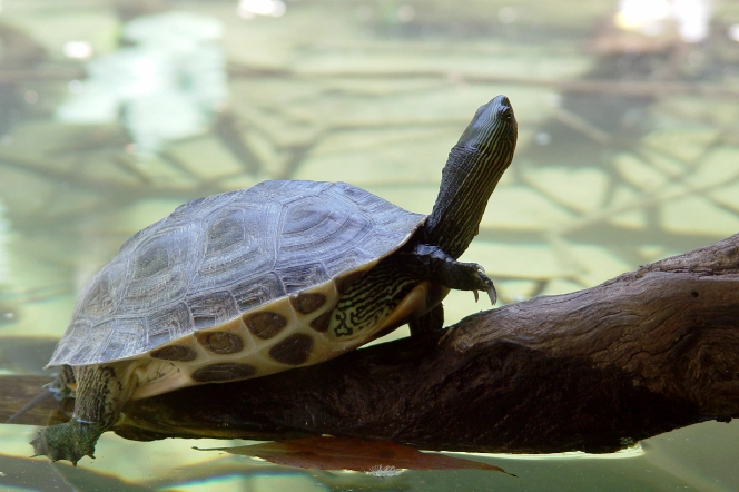 斑龜是水龜嗎？從生態習性到飼養關鍵的完整解析
