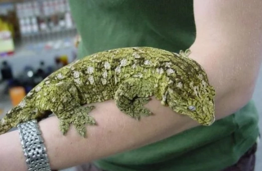 巨人守宮原產國