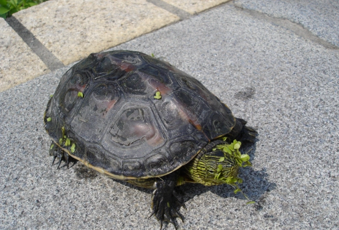 斑龜 飼養