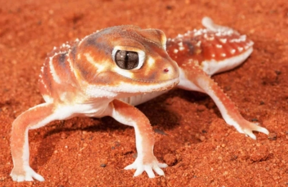 守宮喉嚨一直動？別慌！詳解6大原因與應對方法