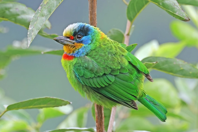 五色鳥叫聲全攻略：如何辨識、哪裡聆聽與完整錄音教學