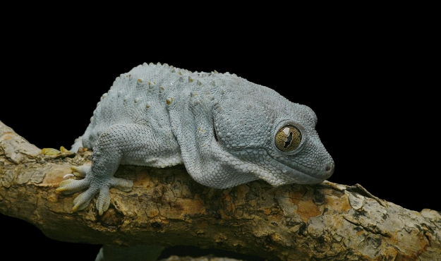 巨人守宮原產國