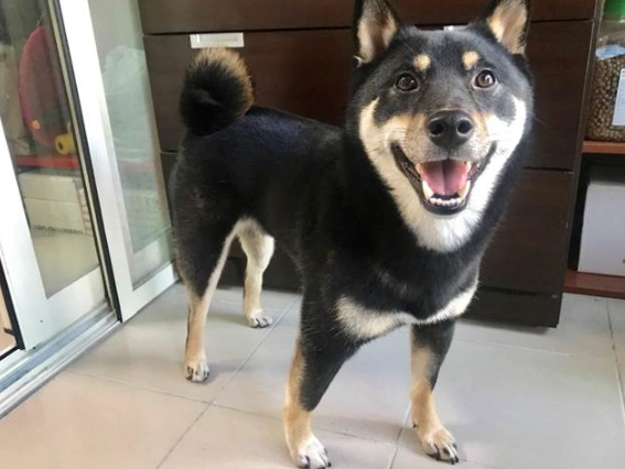 黑柴犬饲养技巧