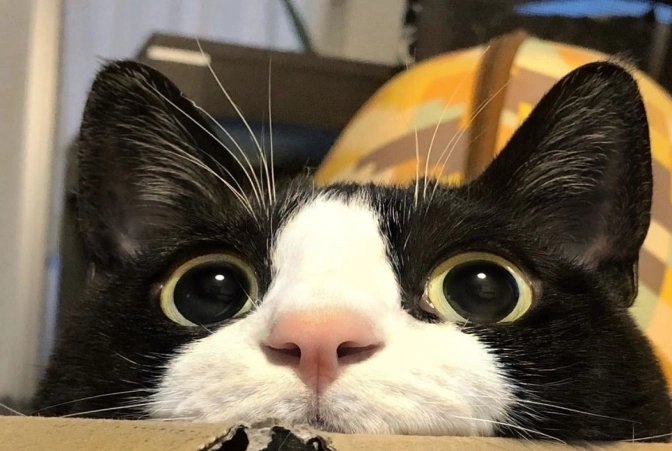 賓士貓的迷人特徵：從毛色到個性的完整指南