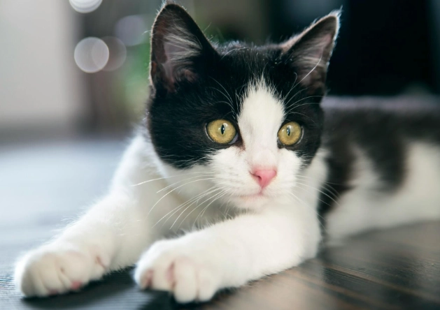 賓士貓顏色全解析：揭開黑白花紋背後的基因秘密