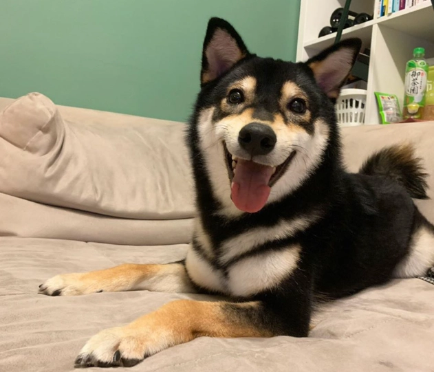 領養 黑色柴犬 注意事項