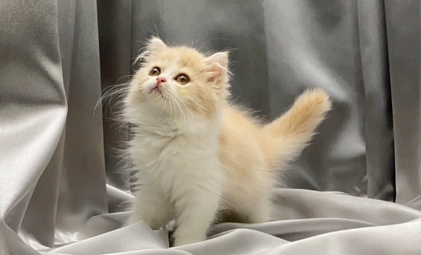 賓士貓挑選顏色