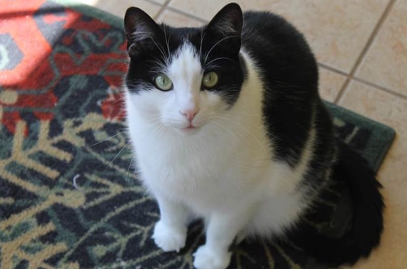 賓士貓公母分辨