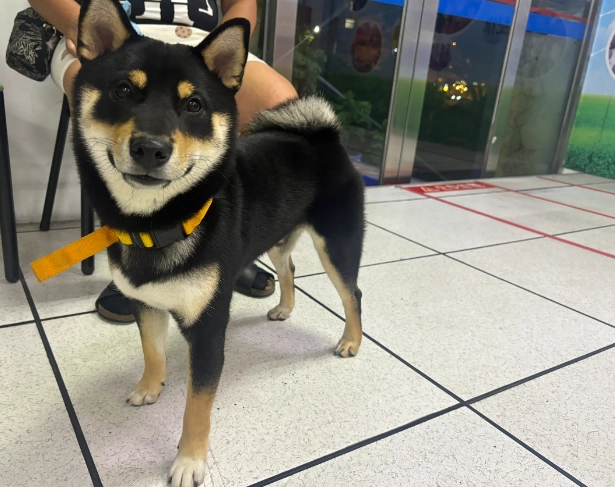 黑柴犬个性分析