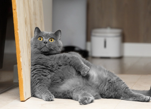 貓咪亂尿原因 貓咪亂尿原因