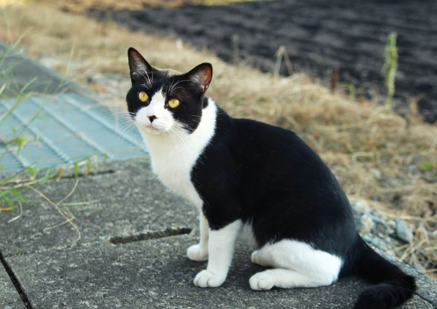 賓士貓公母分辨