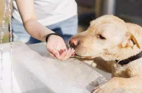 狗可以吃蜜棗嗎？獸醫親授安全餵食與風險預防全攻略