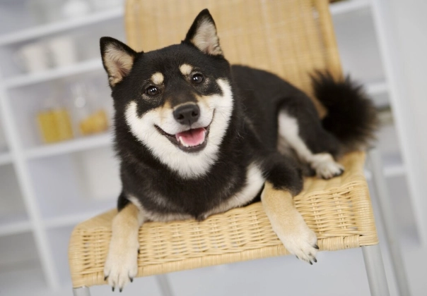 柴犬 領養 台北