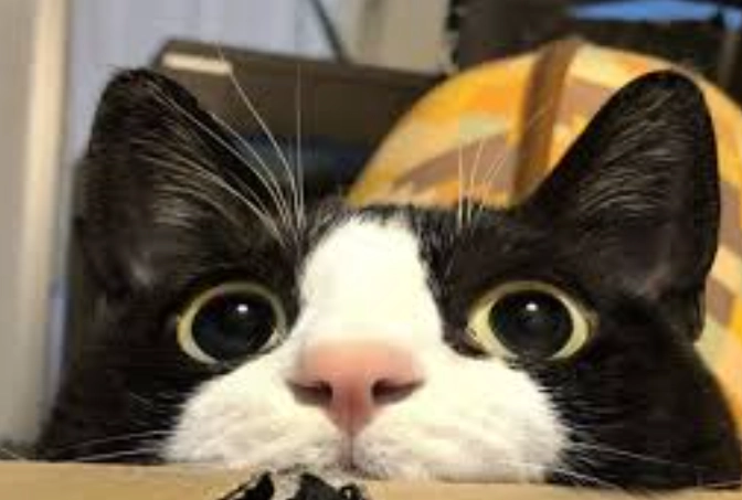 賓士貓挑選顏色