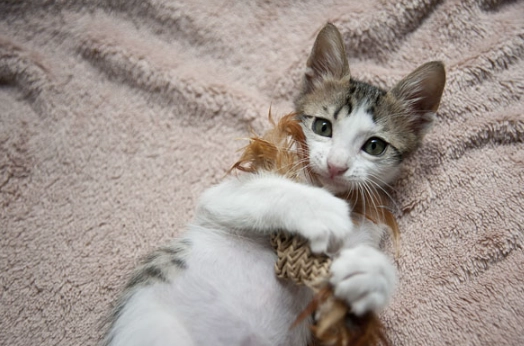 免拆線結紮恢復期