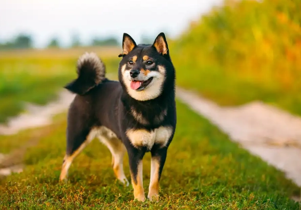 黑柴犬個性全解析：飼主必知的性格特徵與相處秘訣