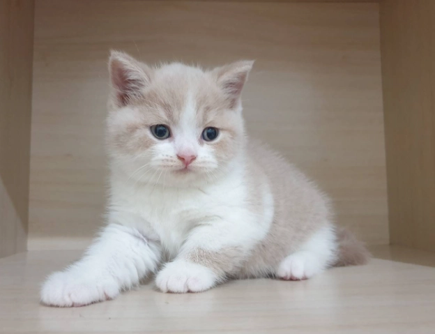 賓士貓顏色遺傳