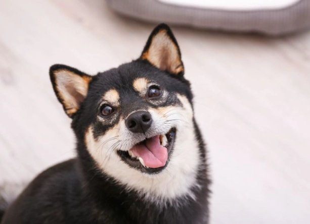 領養 黑色柴犬 注意事項