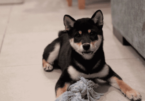 柴犬 領養 台北