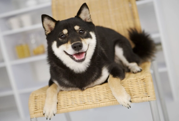 黑柴犬个性分析