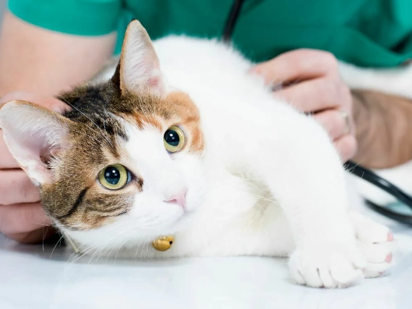 免拆線結紮恢復期