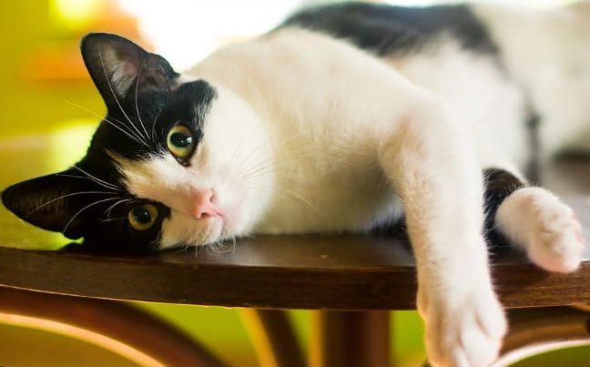 賓士貓顏色種類