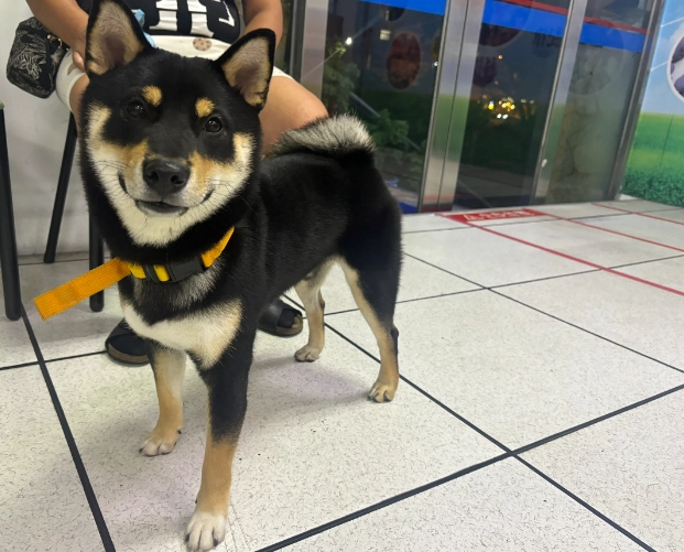 黑色柴犬領養全攻略：從管道、流程到飼養注意事項一次看懂