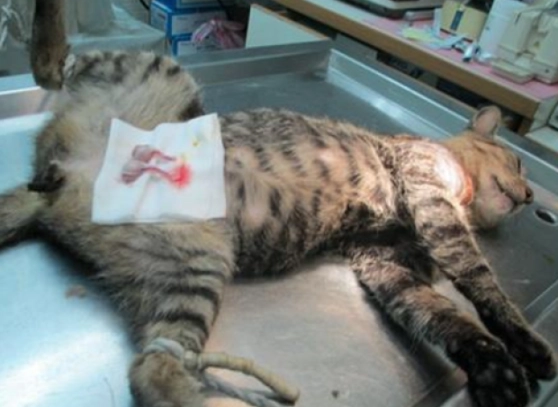 公貓結紮免拆線全攻略：費用、恢復期、注意事項一次看懂