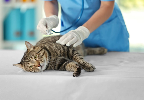 免拆線結紮恢復期