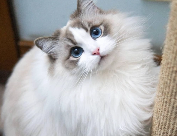 新手養貓推薦：5種適合第一次養貓的品種與完整指南