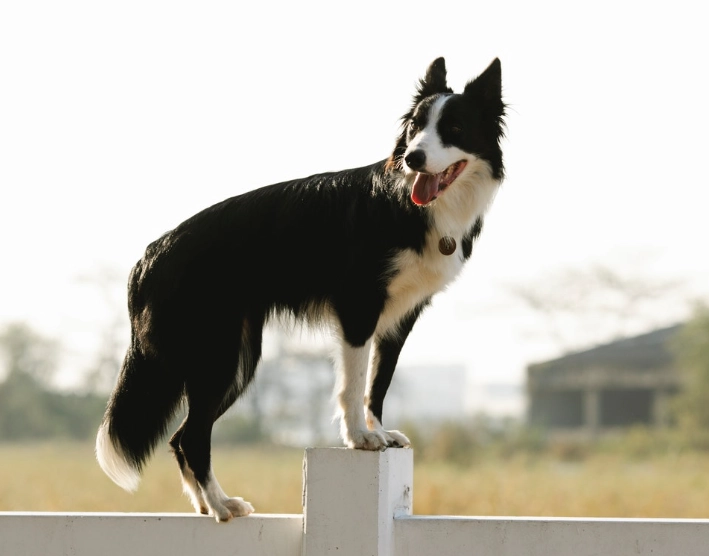 邊境牧羊犬智商