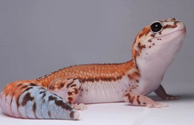 肥尾守宮環境設置