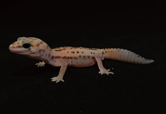 肥尾守宮環境設置