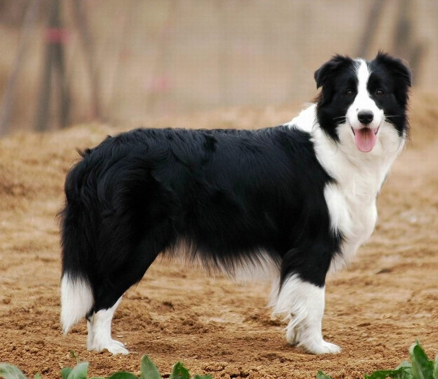 邊境牧羊犬好養嗎