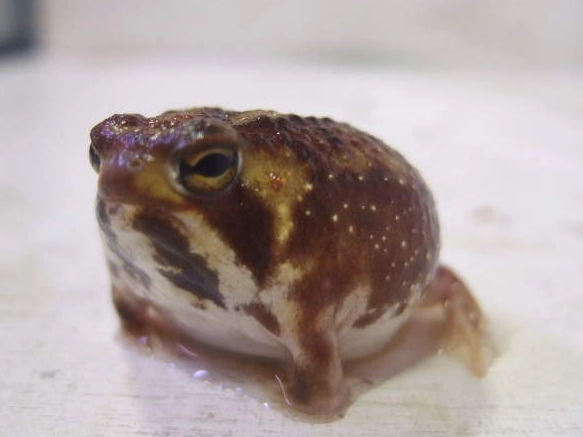 饅頭蛙站立 展覽